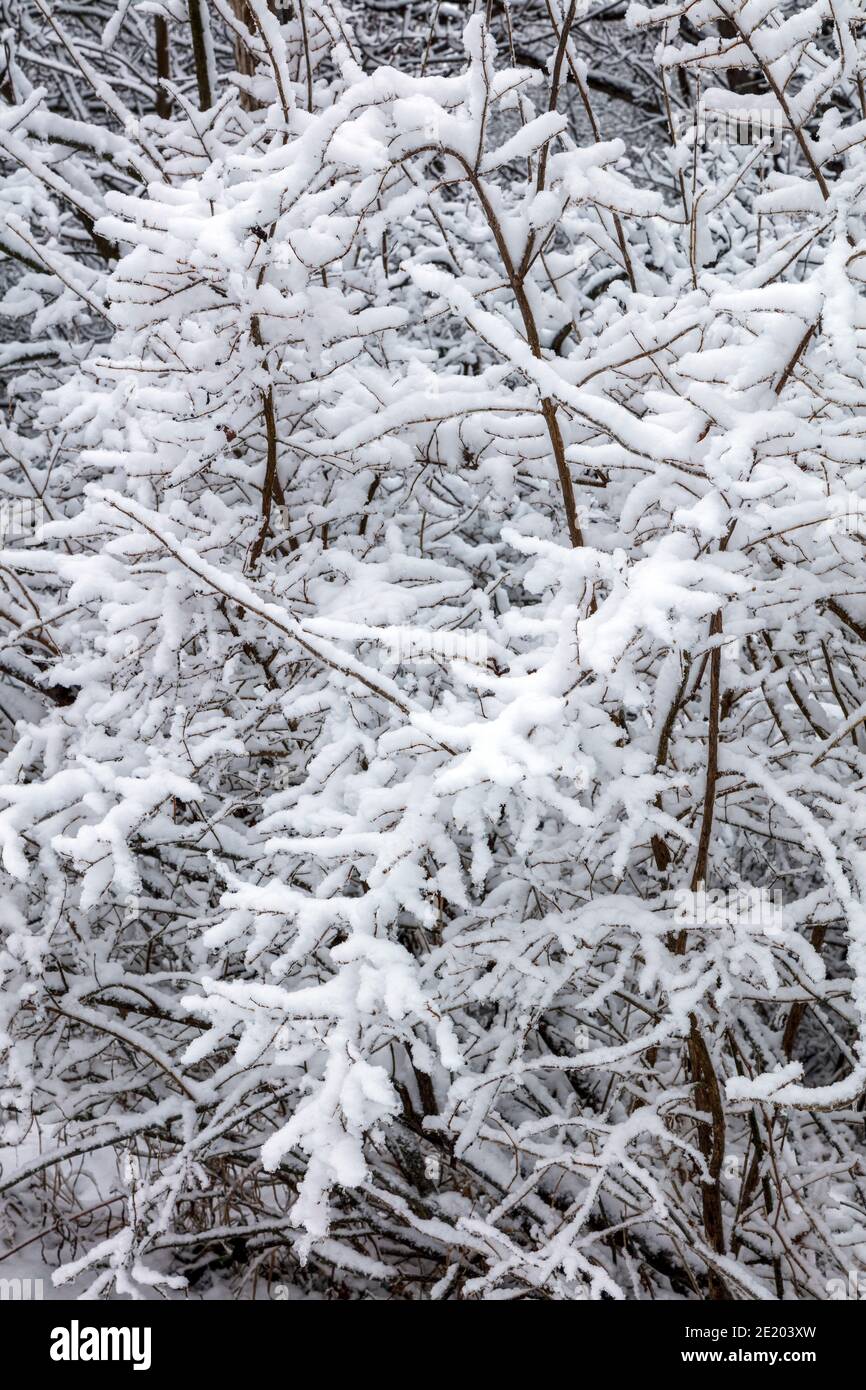 Snow-covered vegetation, Eastern USA, by James D Coppinger/Dembinsky Photo Assoc Stock Photo