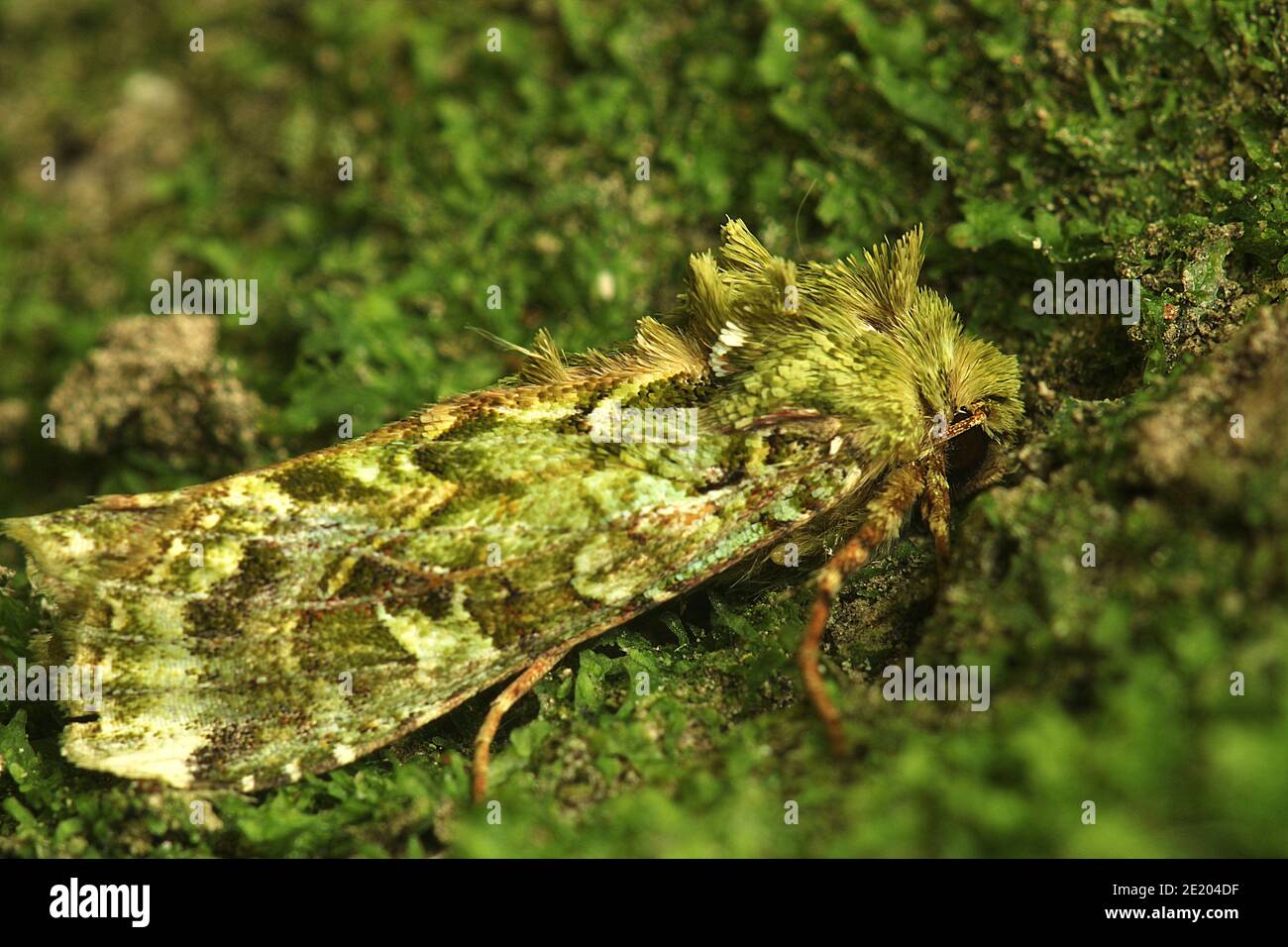 Mahoe stripper moth hi-res stock photography and images - Alamy