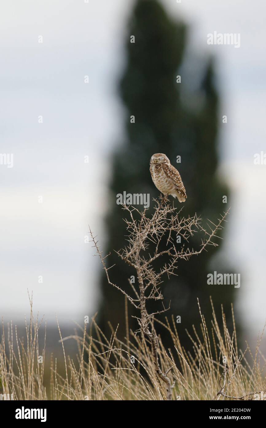 Burrowing Owl (Athene cunicularia), Trelew, south Argentina 20 Nov 2015 Stock Photo