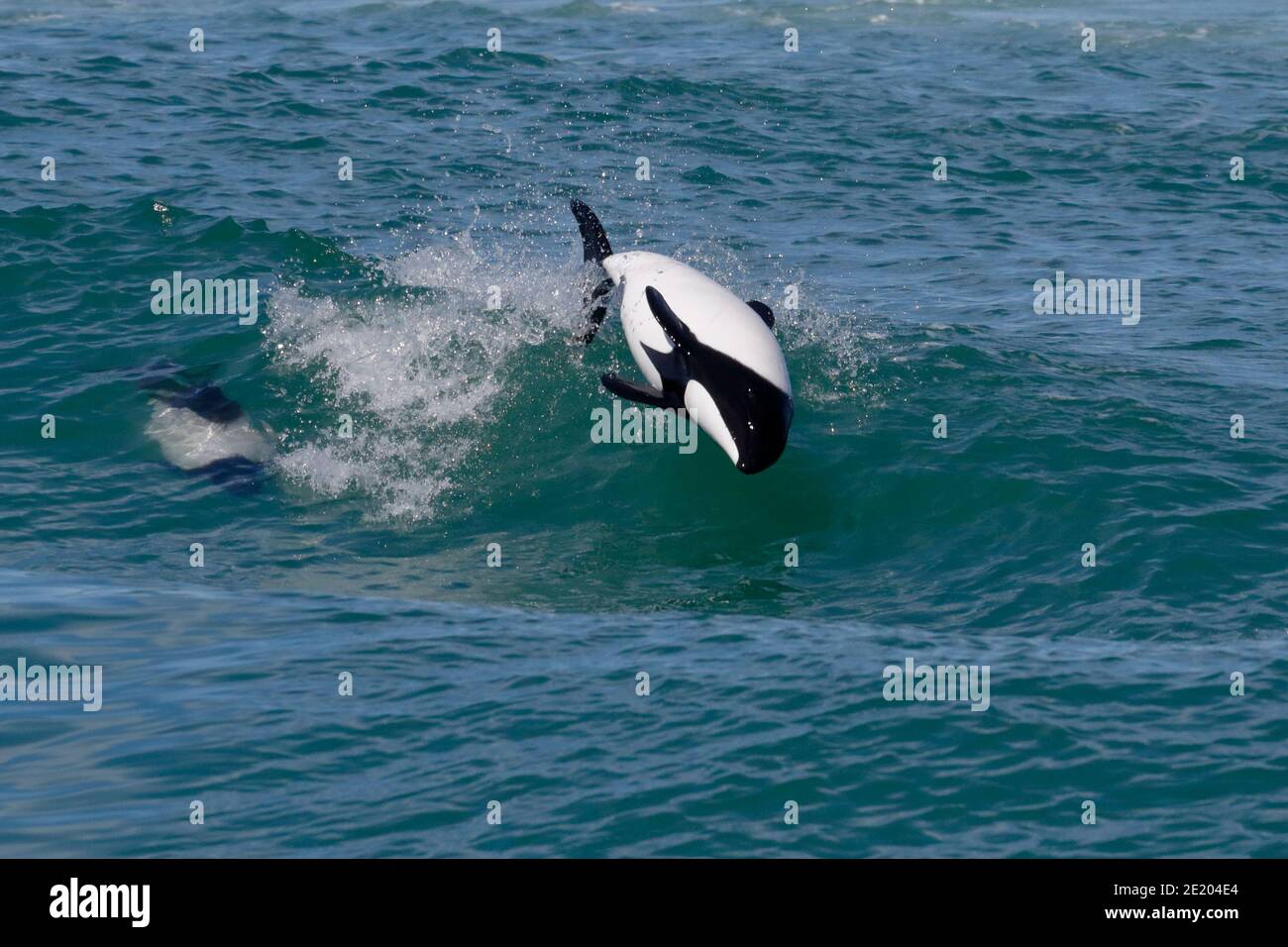 Commerson's Dolphin (Cephalorhychus commersonii), adult, Playa Union, Rawson, Chubut Province, Argentina 26th Nov 2015 Stock Photo