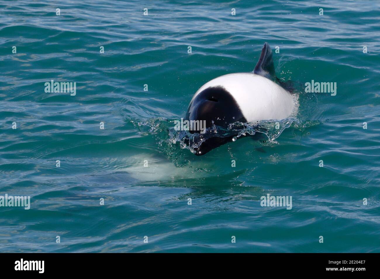 Commerson's Dolphin (Cephalorhychus commersonii), adult, Playa Union, Rawson, Chubut Province, Argentina 26th Nov 2015 Stock Photo