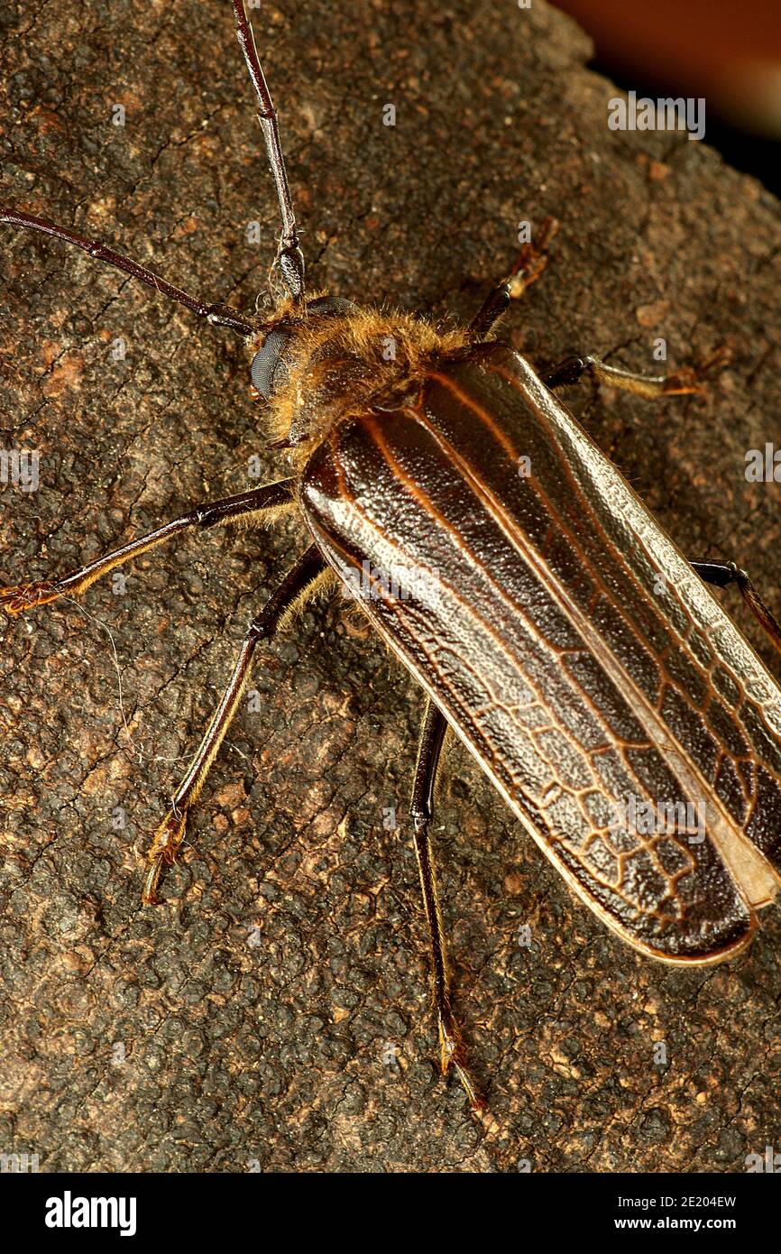 New Zealand huhu beetle (Prionoplus reticularis Stock Photo Alamy