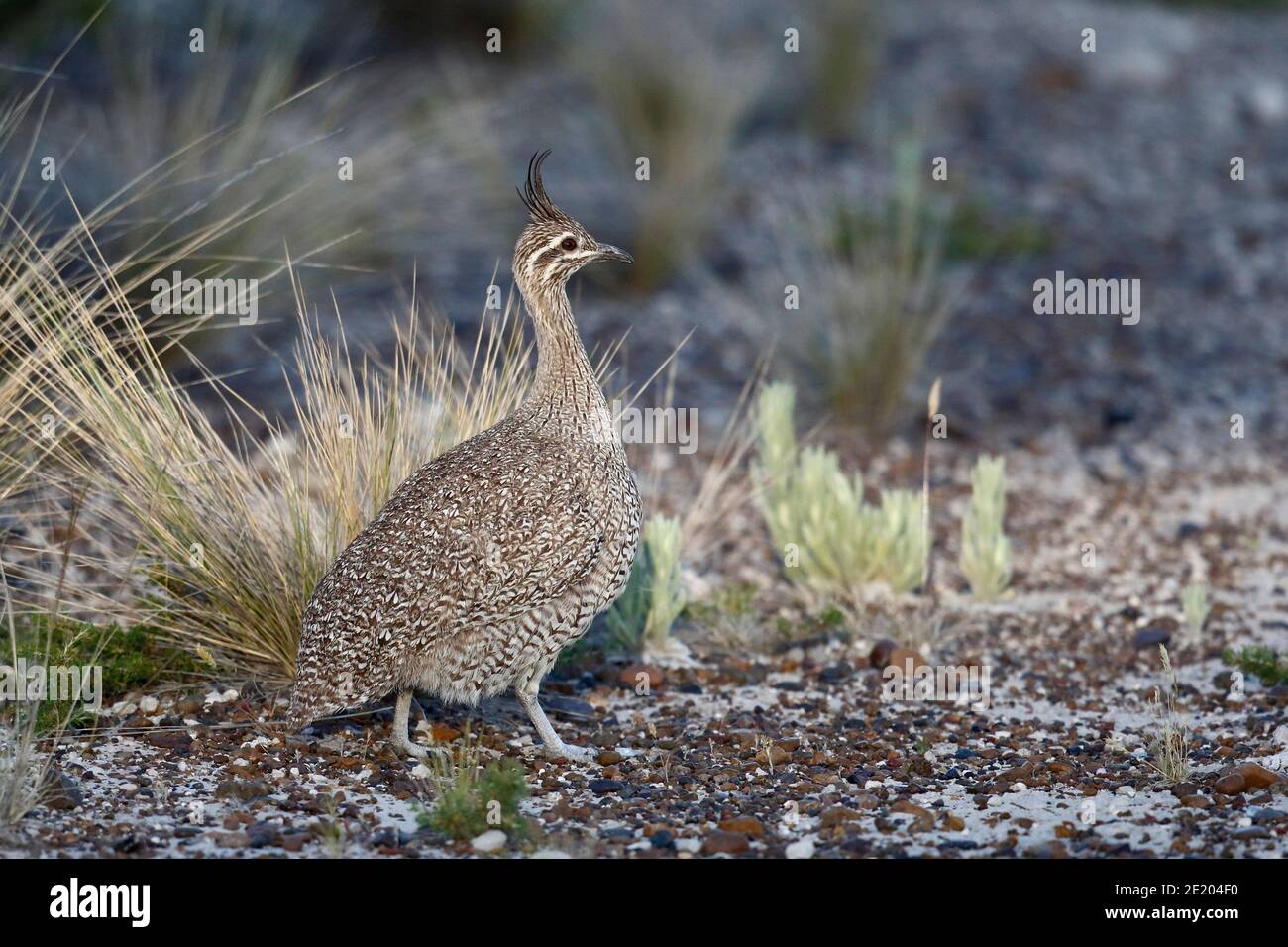 Elegant-crested Tinamou (Eudromias elegans), adult standing near grassy tufts, Peninsula Valdes, Chubut Province, south Argentina 23rd Nov 2015 Stock Photo