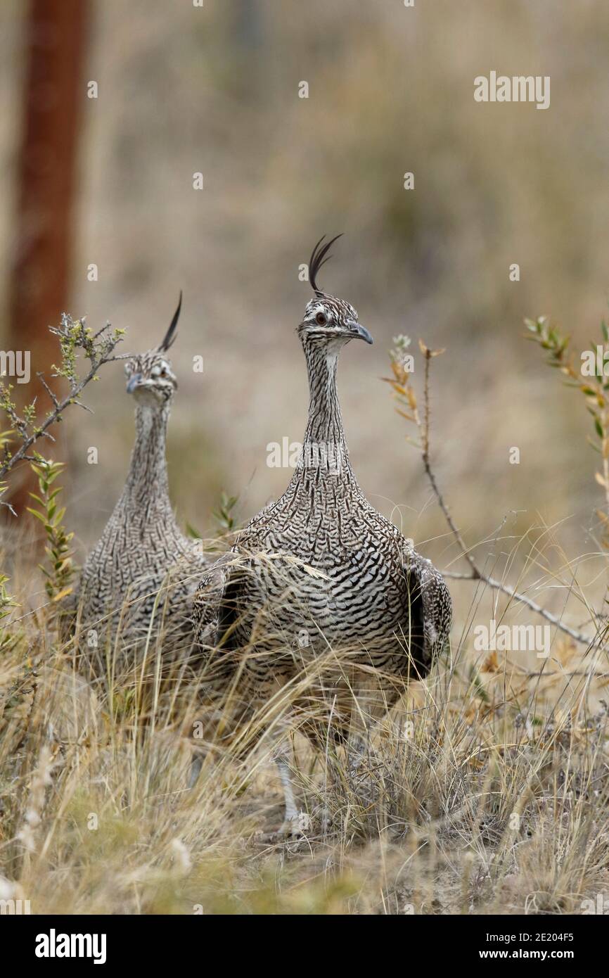 Elegant-crested Tinamou (Eudromias elegans), two adults standing in roadside scrub, Peninsula Valdes, Chubut Province, south Argentina 23rd Nov 2015 Stock Photo