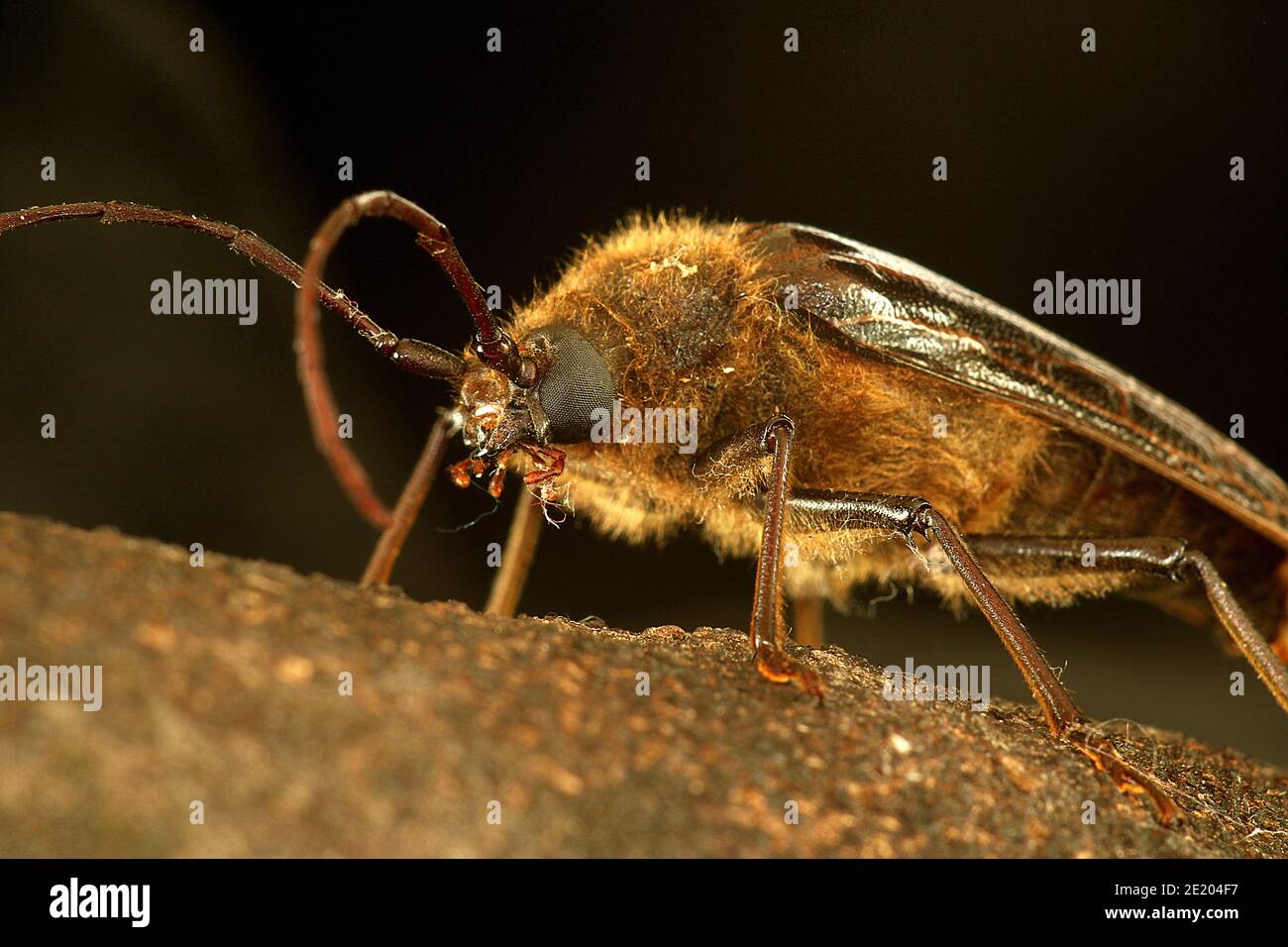 New Zealand huhu beetle (Prionoplus reticularis Stock Photo - Alamy