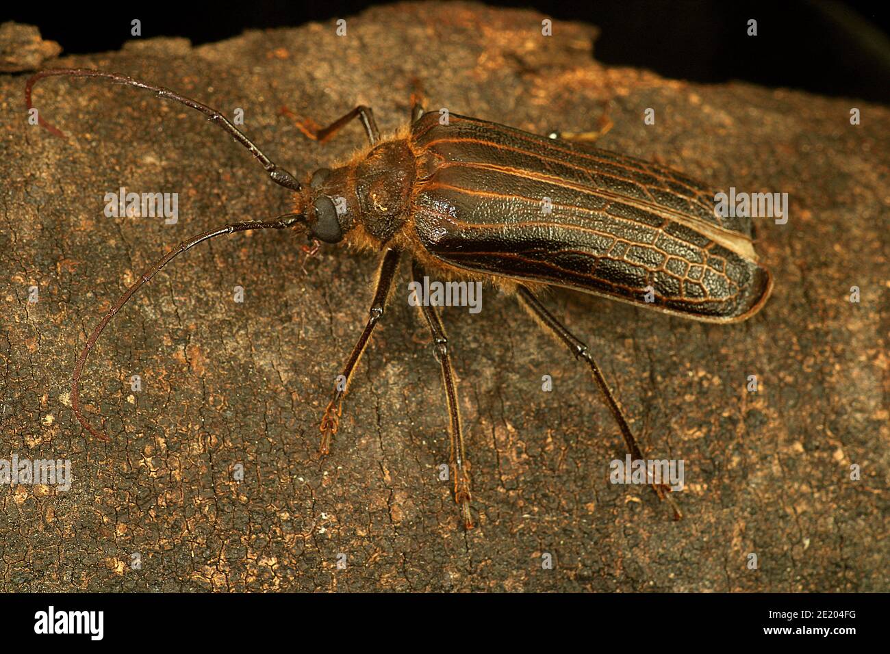 New Zealand huhu beetle (Prionoplus reticularis Stock Photo Alamy