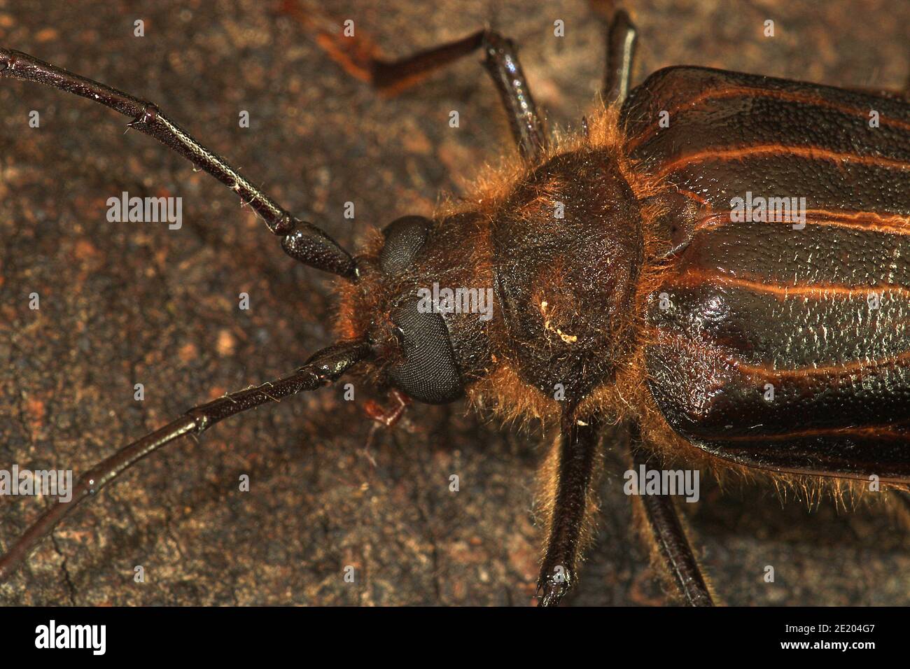 New Zealand huhu beetle (Prionoplus reticularis Stock Photo Alamy