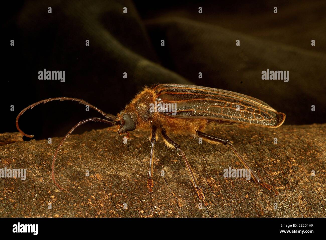 New Zealand huhu beetle (Prionoplus reticularis Stock Photo Alamy