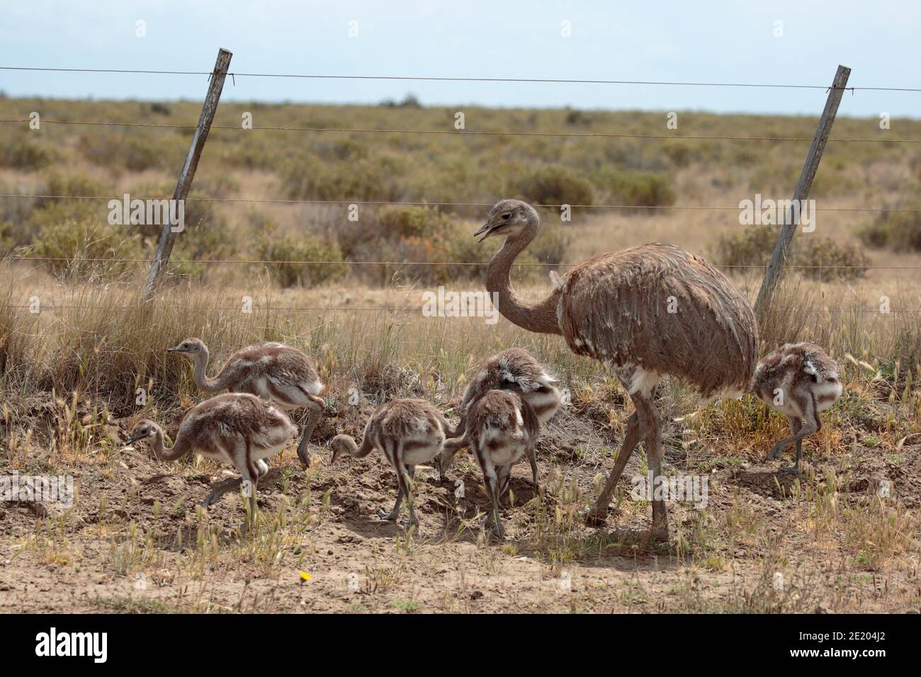 Lesser Rheas (Pterocnemia pennata), mother and young, Peninsula Valdes, Chubut Province, south Argentina 24th Nov 2015 Stock Photo
