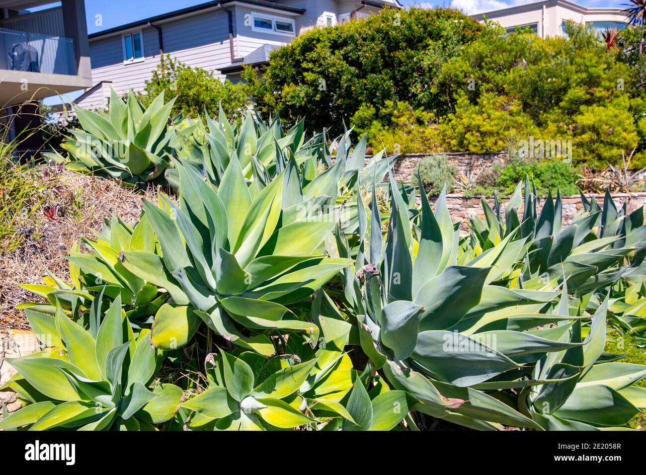 Sydney garden with agave attenuata plants on a summers day,Sydney,Australia Stock Photo