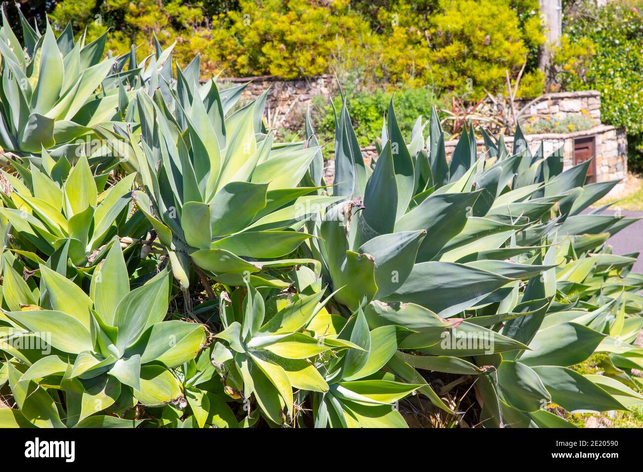 Agave attenuata plants in a Sydney coastal garden also known as foxtail