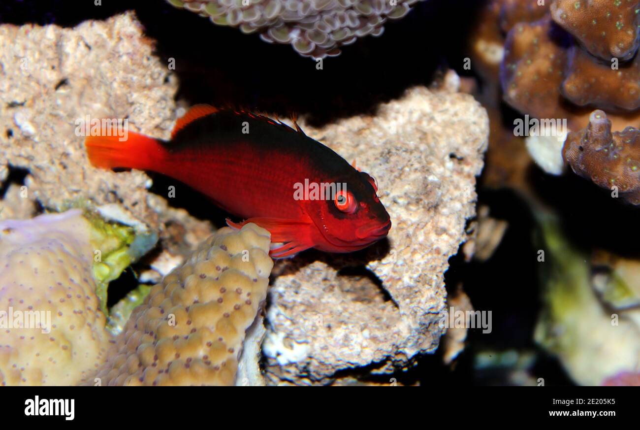 Red Brilliant Flame Hawkfish - (Neocirrhites armatus) Stock Photo