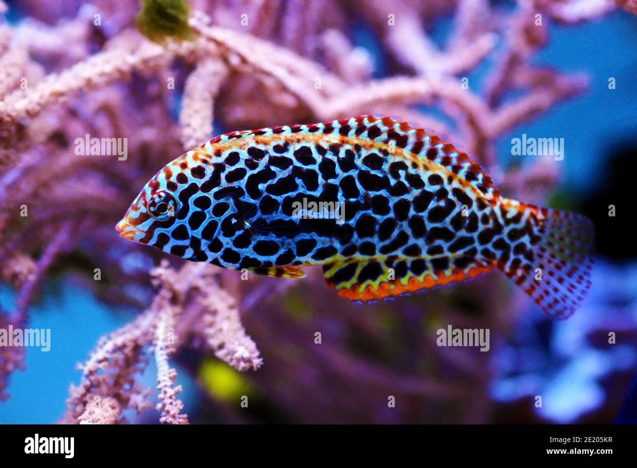 Blackspotted female Leopard wrasse fish Stock Photo