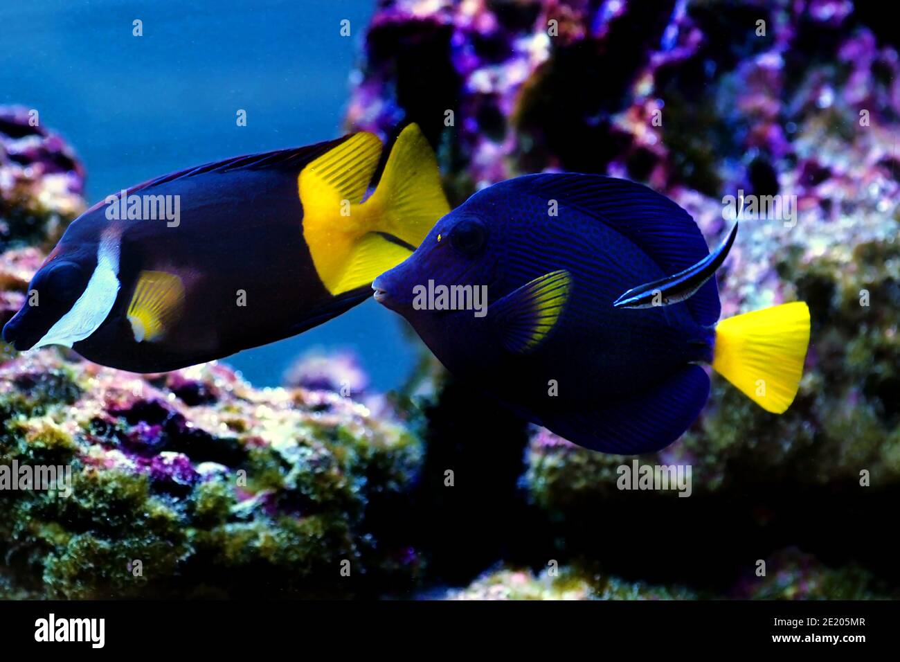Zebrasoma xanthurum - Yellowtail purple tang fish Stock Photo