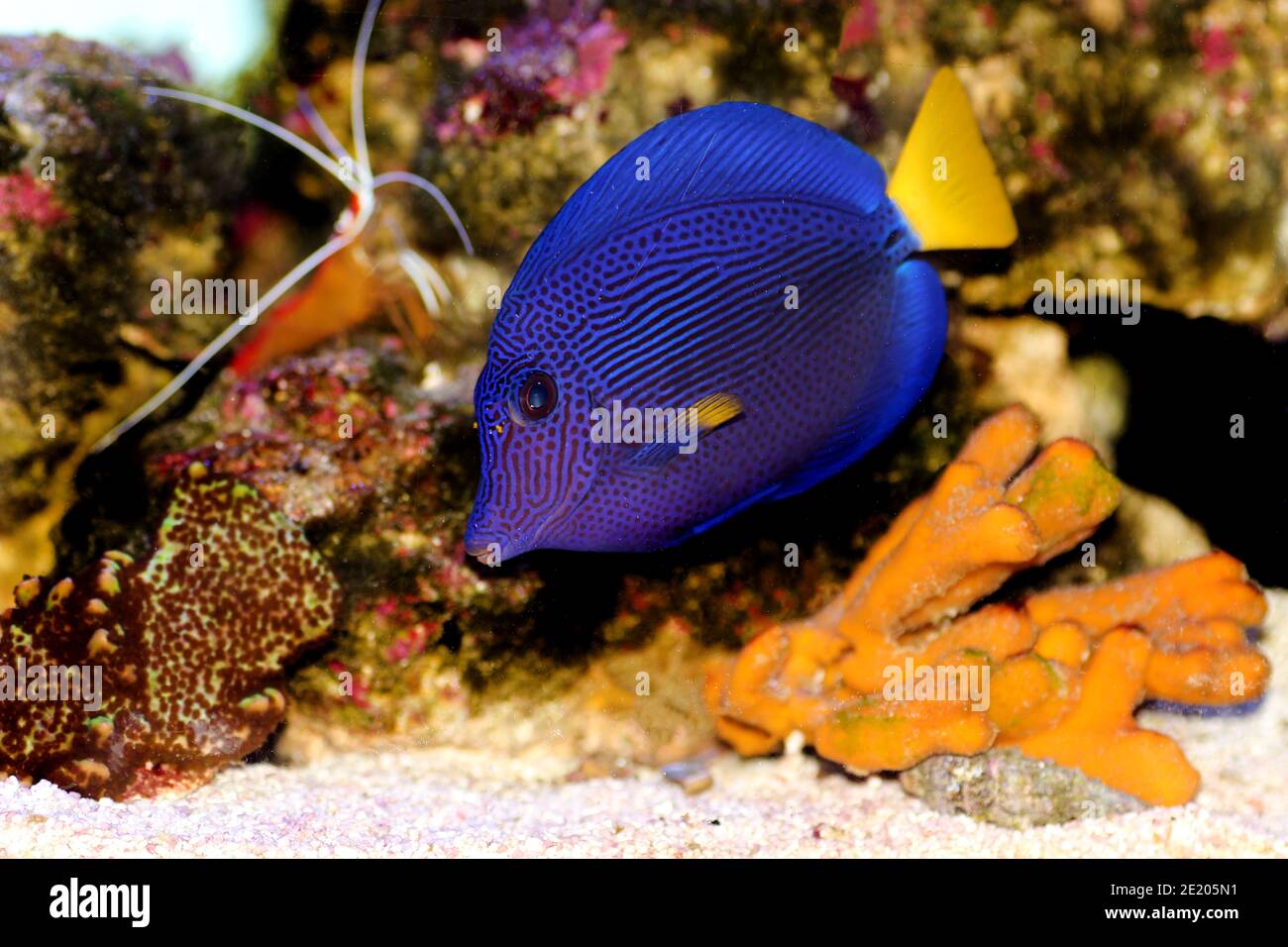 Zebrasoma xanthurum - Yellowtail purple tang fish Stock Photo