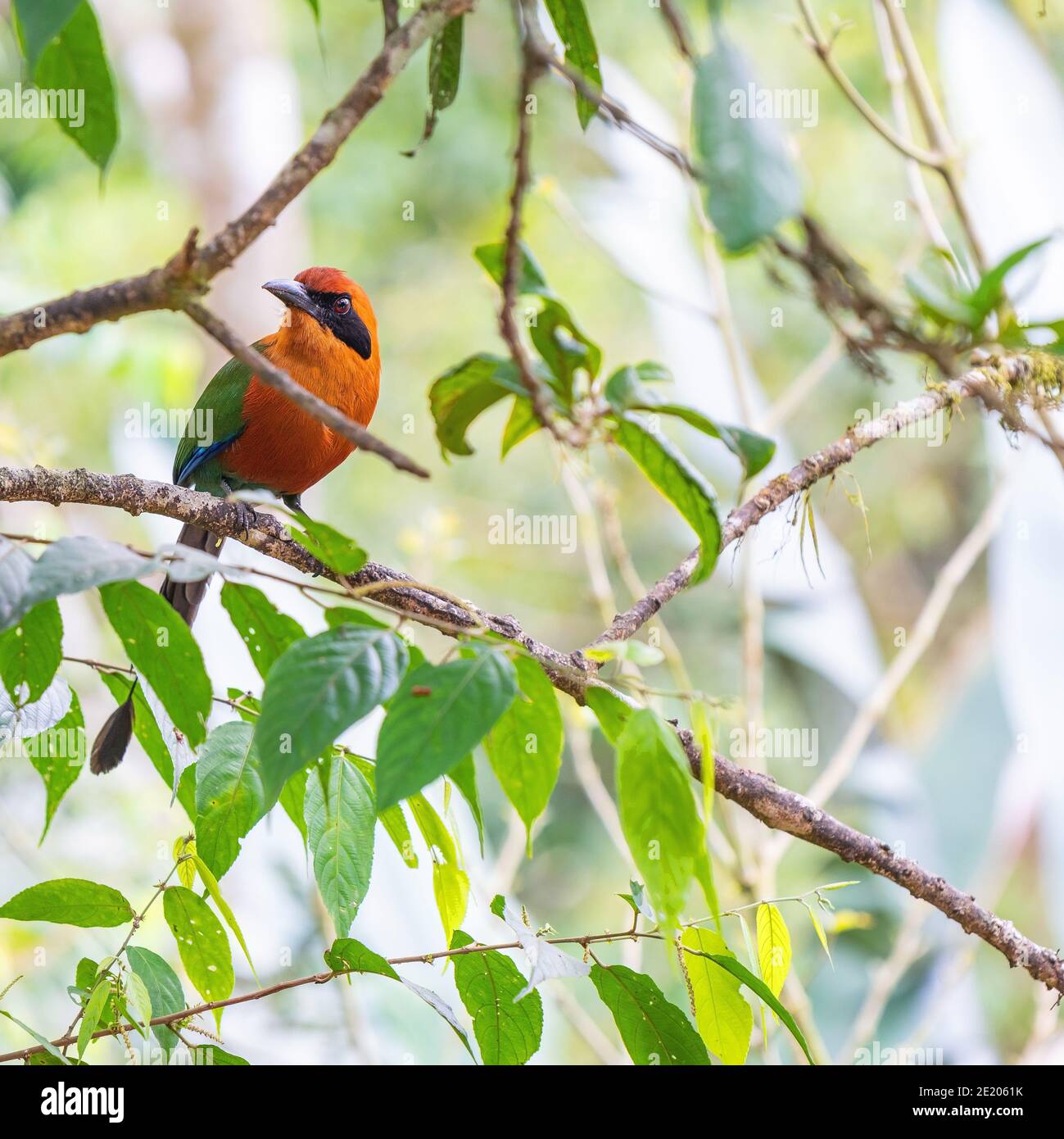 Rufous Motmot (Baryphthengus martii) in the Amazon Rainforest, Yasuni