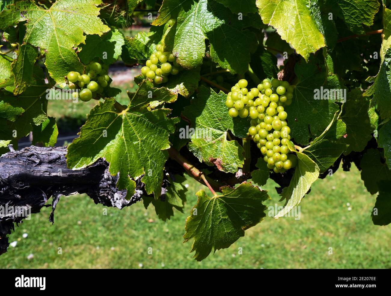 Chardonnay grape clearance vines
