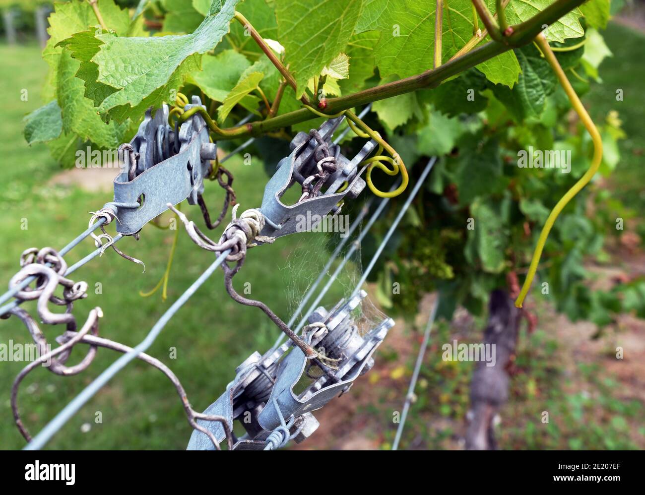 Closeup of Chardonnay Grape Vine  wire tensioners in the Wairau Valley, Marlborough. Stock Photo