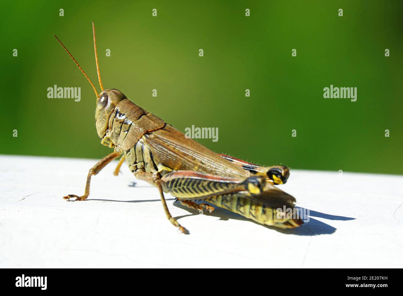A differential (Melanoplus differentialis) on a porch in Maryland Stock Photo Alamy