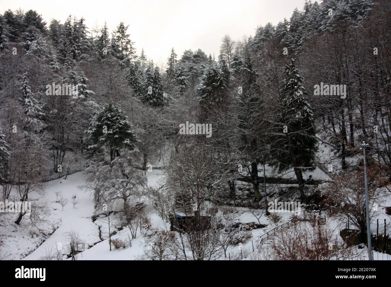 forest, trees and wilderness in a forest covered by white autumn snow in the mountains in the apual alps in tuscany Stock Photo