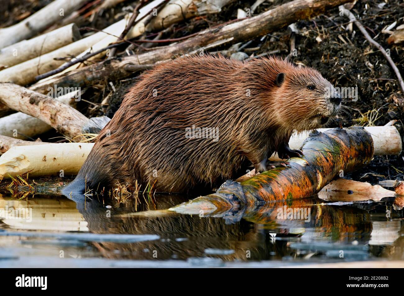 A wild beaver  'Castor canadensis', climbing out of the water and onto the side of his beaver lodge in rural Alberta Canada. Stock Photo