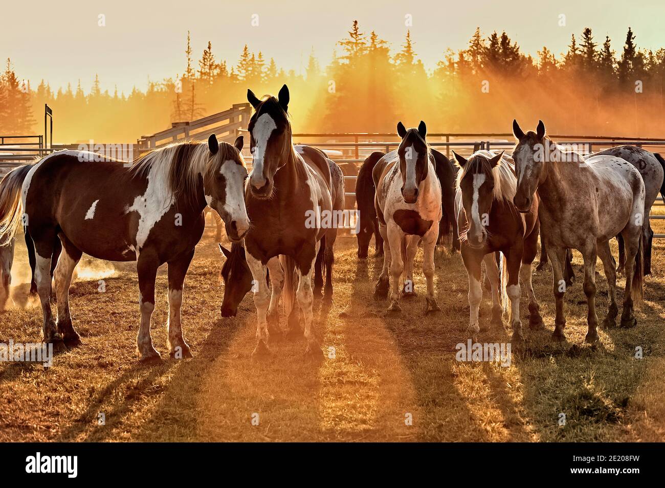 A herd of domestic horses standing backlit by the setting sun in rural Alberta Canada Stock Photo