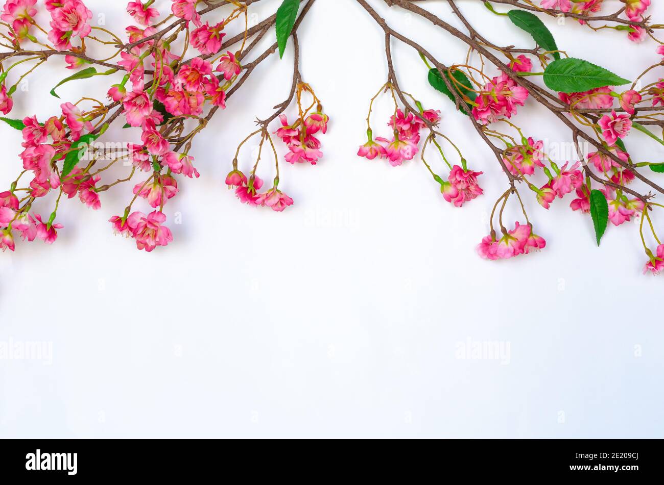 Chinese blossom flowers for Chinese new year ornament on white