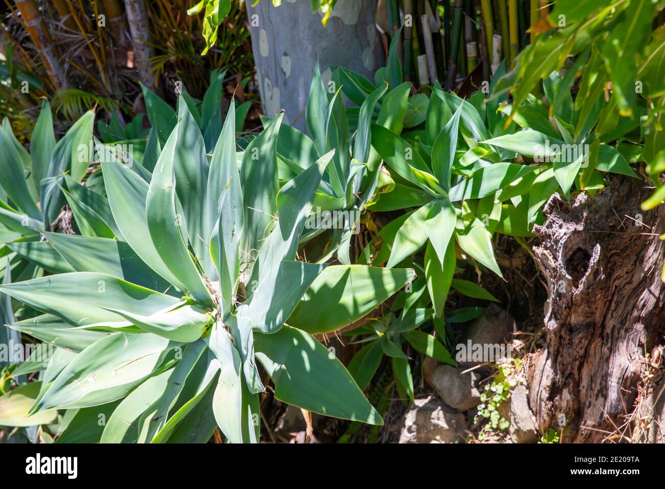 Foxtail agaves succulents Agave Attenuata growing in a Sydney garden, Australia Stock Photo