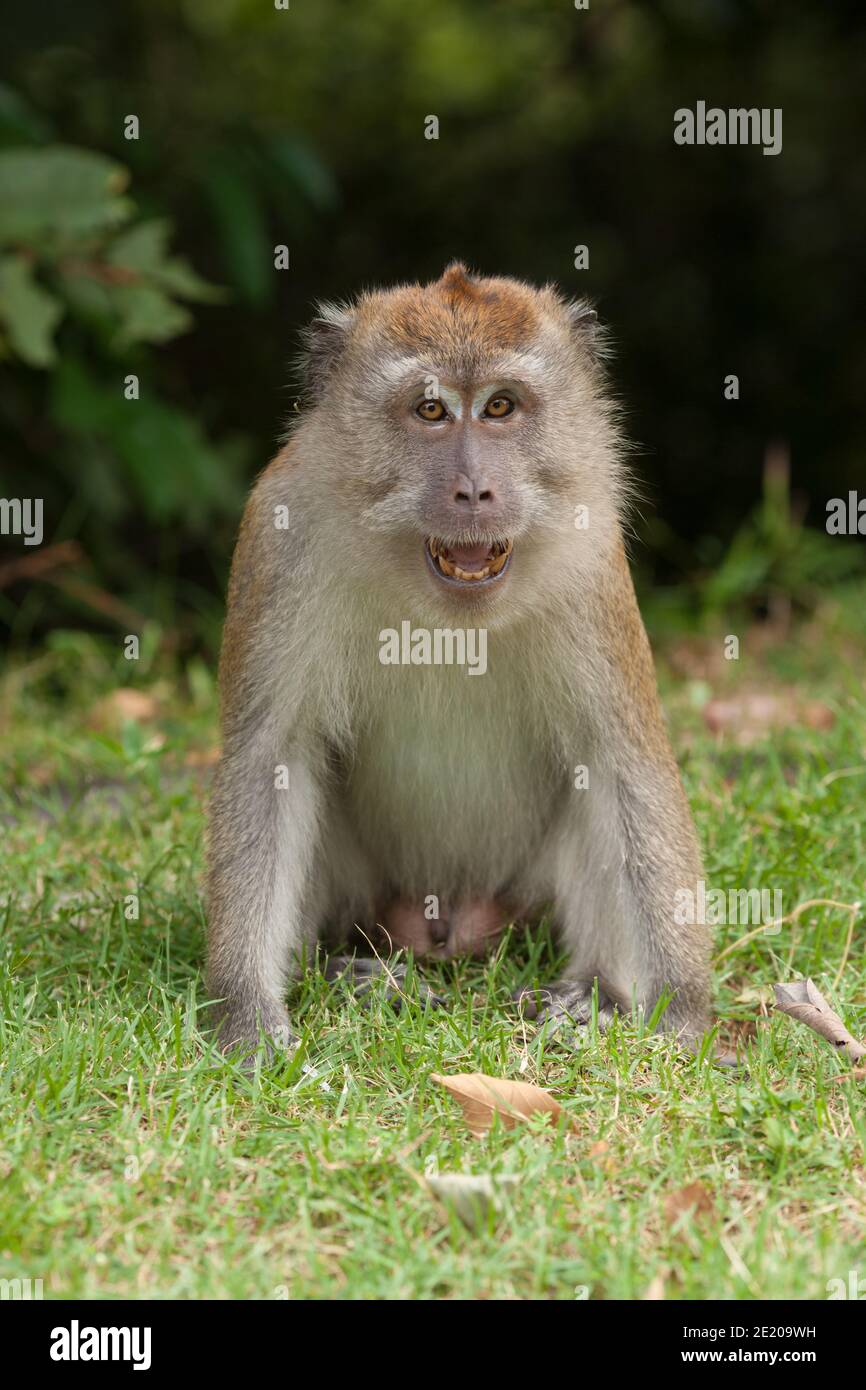 Crabeating macaque, Krabbmakak (Macaca fascicularis Stock Photo Alamy