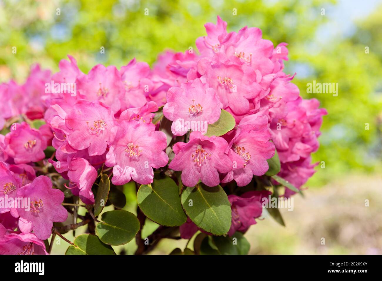 French hydrangea, Hortensia (Hydrangea macrophylla) Stock Photo