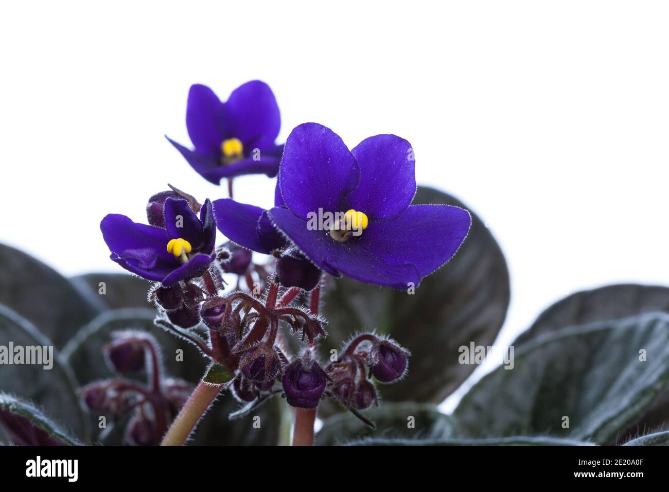 African Violet, Saintpaulia (Saintpaulia ionantha) Stock Photo