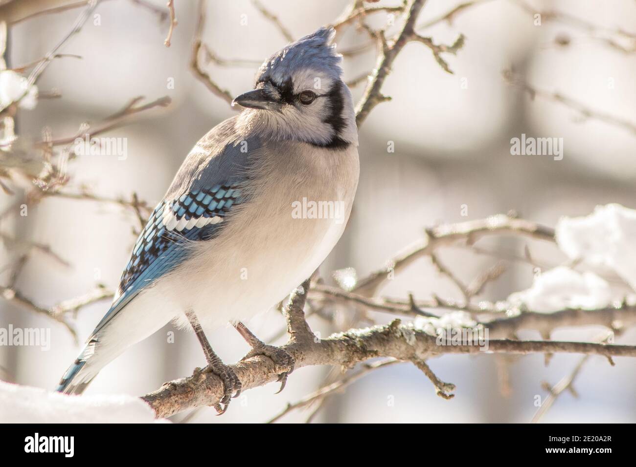 A bluejay sits on a snow covered branch in Phillipston, Massachusetts Stock Photo