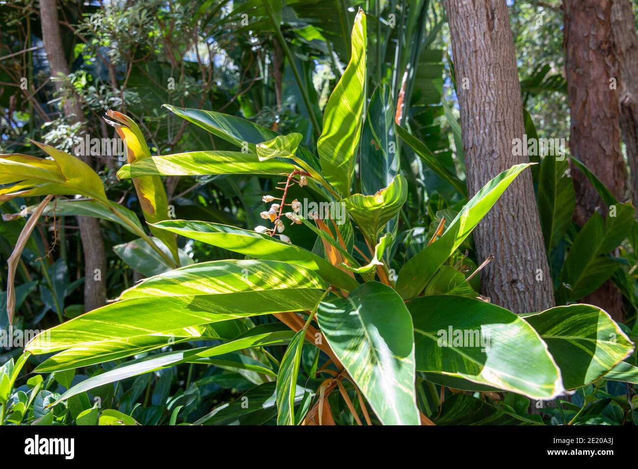 Ginger plant flowering hires stock photography and images Alamy