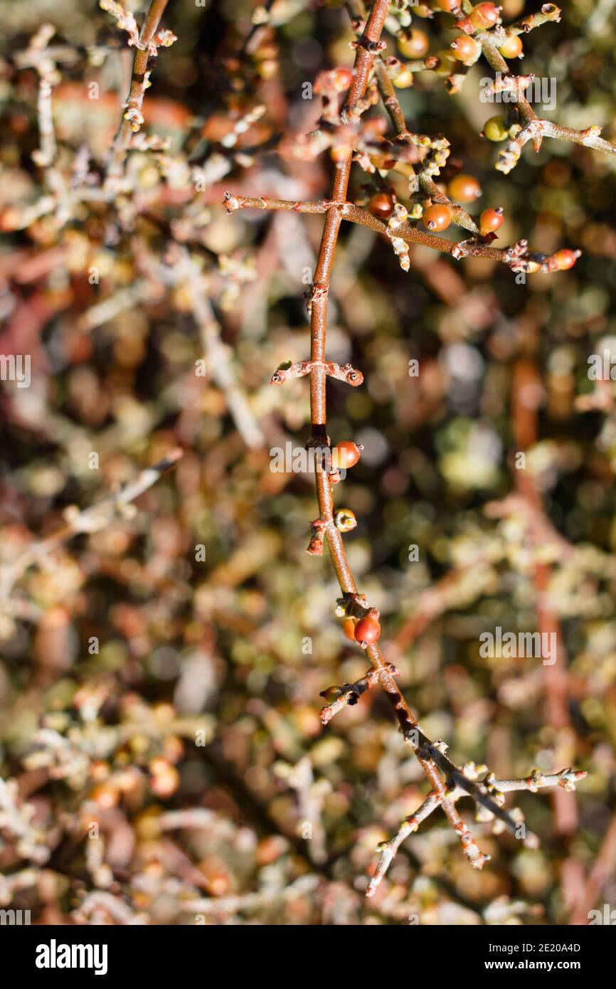 Red berry fruit, Desert Mistletoe, Phoradendron Californicum, Santalaceae, native shrub, Joshua Tree National Park, Southern Mojave Desert, Autumn. Stock Photo