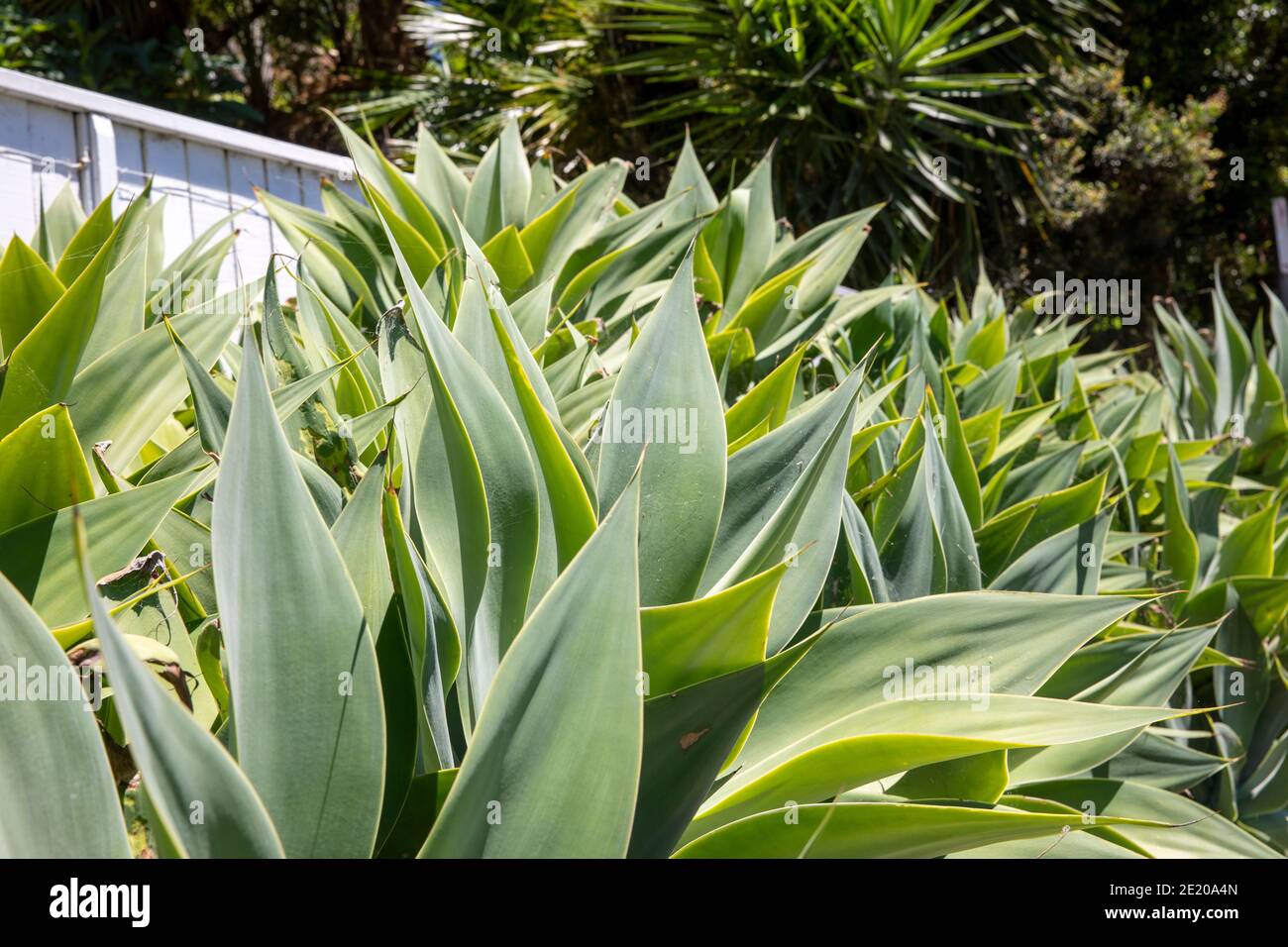 Succulent agave attenuata plants in a Sydney garden, these agaves are