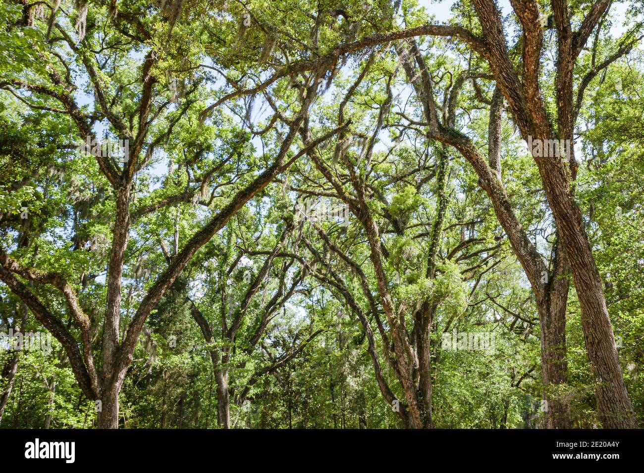 Alabama Historic Blakeley State Park Tensaw River Nature Boardwalk