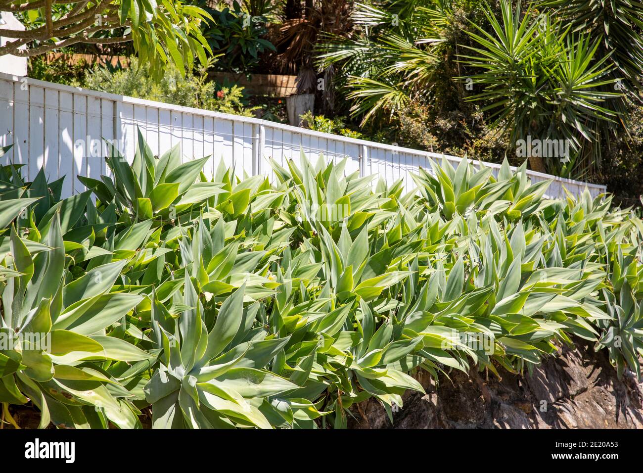 Succulent agave attenuata plants in a Sydney garden, these agaves are