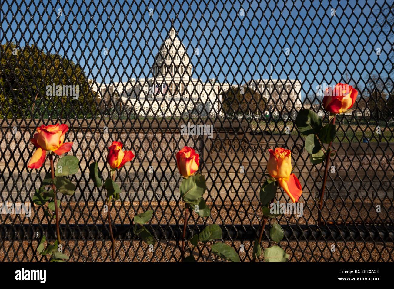 Washington, DC, USA, 10 January 2021.  Pictured: Five roses hang on the fence around the U.S. Capitol, installed after the insurrection of January 6.  The Capitol was the end point of Operation Clean Sweep, an an event to clean up trash and propaganda left behind by fascists and Trump supporters.  It was hosted by Continue to Serve, an anti-racist organization of military veterans.  Credit: Allison C Bailey/Alamy Live News Stock Photo