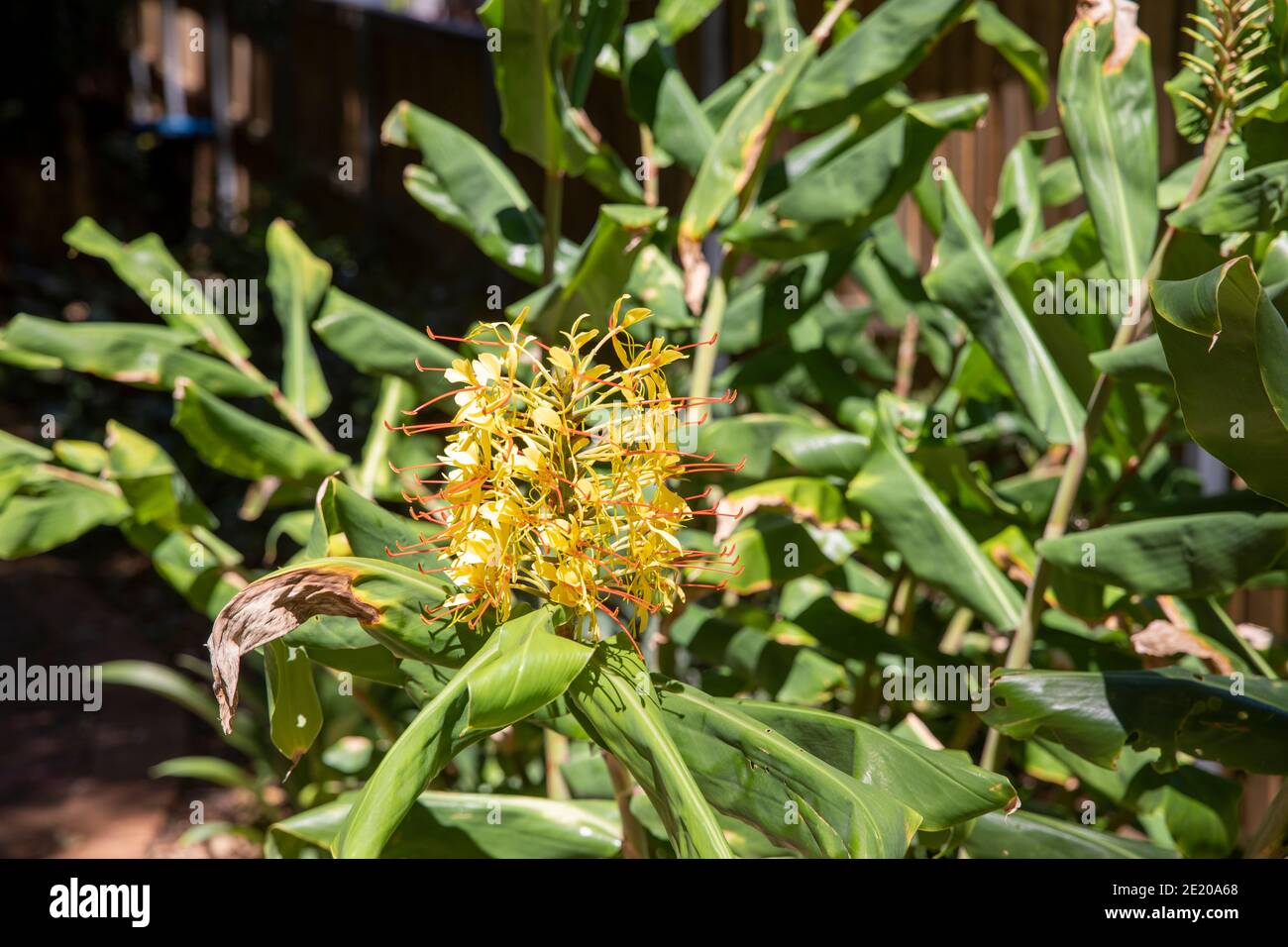 Kahili Ginger plant Hedychium gardnerianum in Australian garden with yellow flowers, summers day,Sydney,Australia Stock Photo