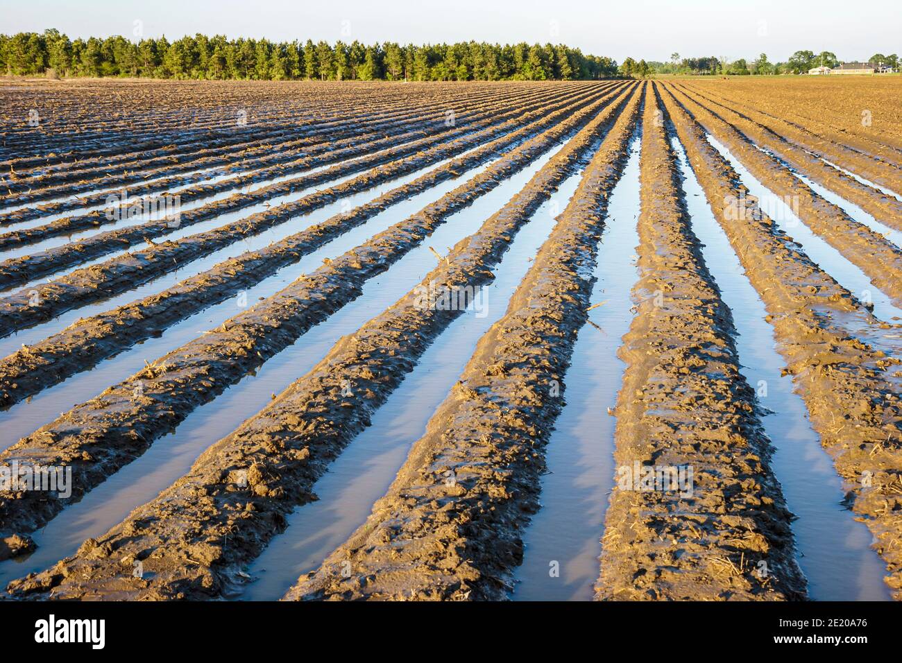 Alabama Uriah plowed farm field furrows,rainwater flooded fertile soil, Stock Photo