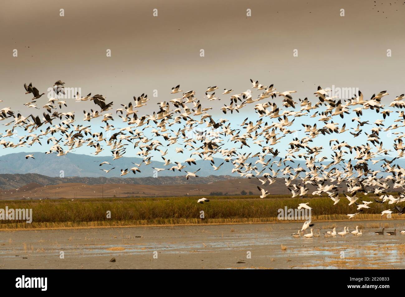 Migratory birds in flight, California's Sacramento Valley, USA Stock