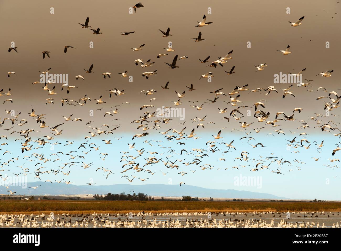 Migratory birds in flight, California's Sacramento Valley, USA Stock