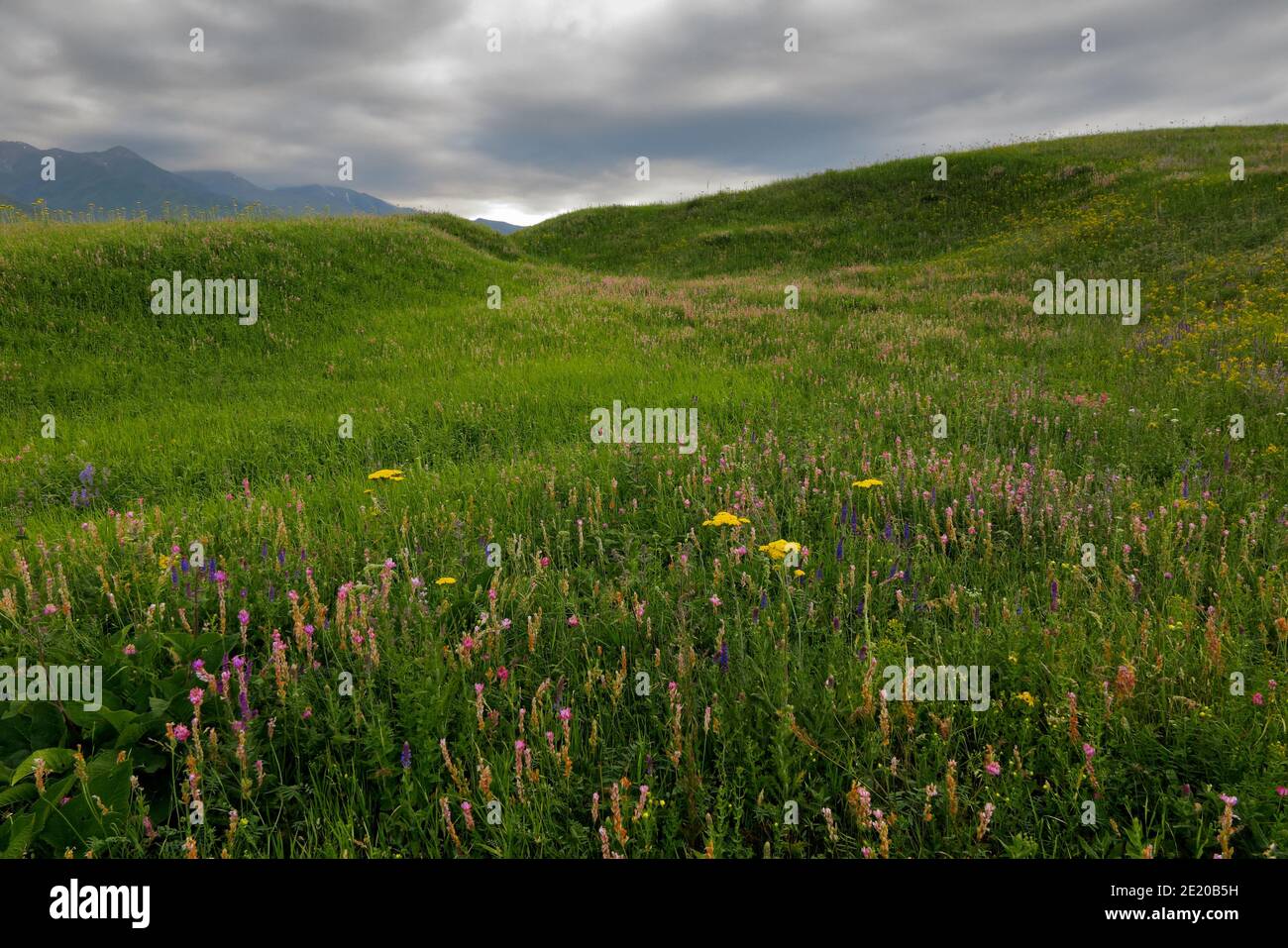 A meadow at spring time Stock Photo