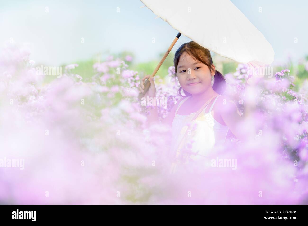 Cute girl hold paper umbrella in Michaelmas Daisy or New York Aster flower field, Chiang Mai most popular photography destinations Stock Photo