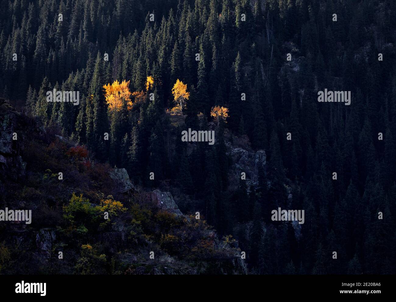 Mountain landscape of autumn forest with yellow trees against green spruce at lake Issyk in Kazakhstan Stock Photo