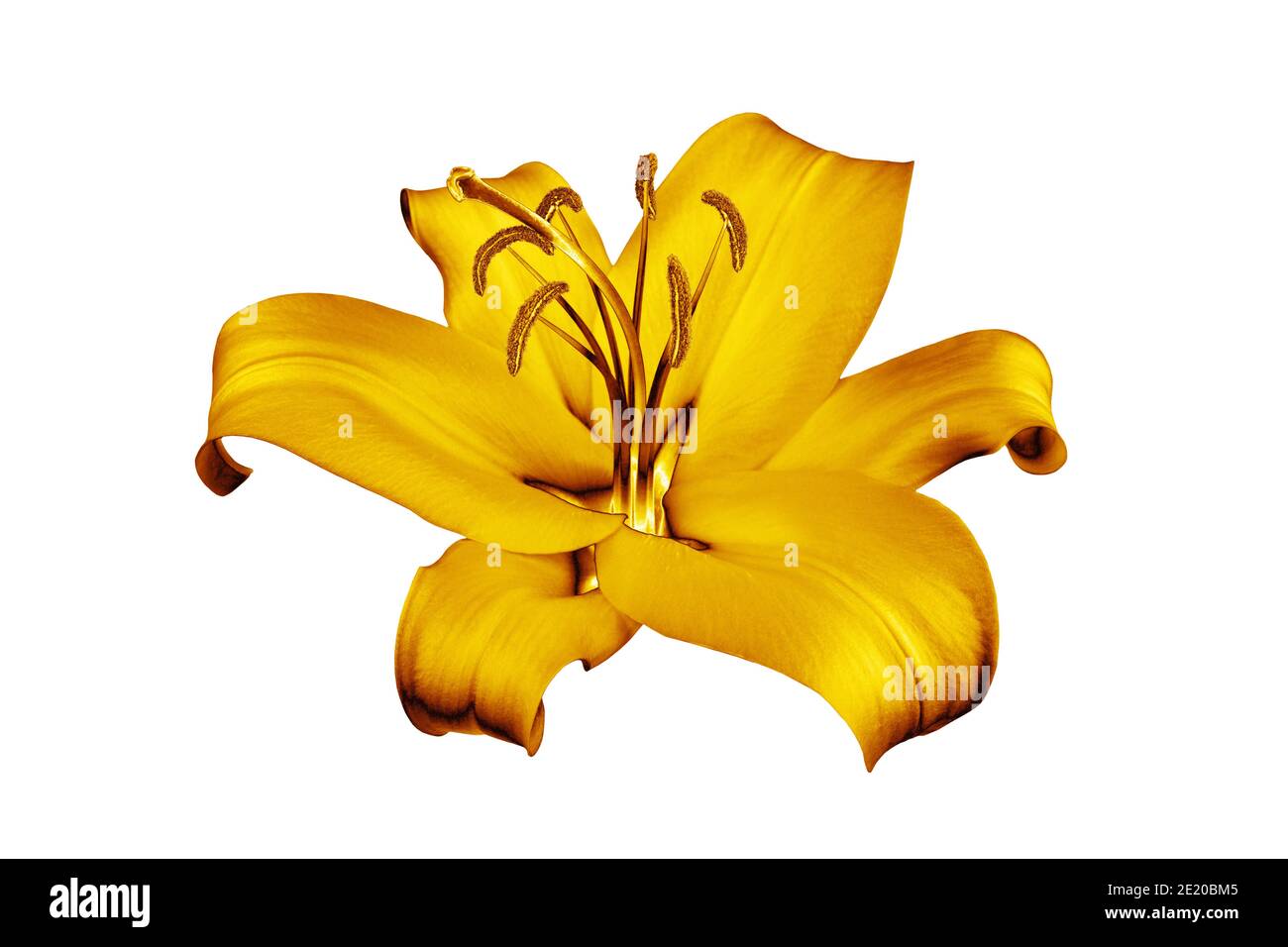 One golden lily flower white background isolated close up, beautiful single  gold metal lilly, shiny yellow metallic floral pattern, design element  Stock Photo - Alamy