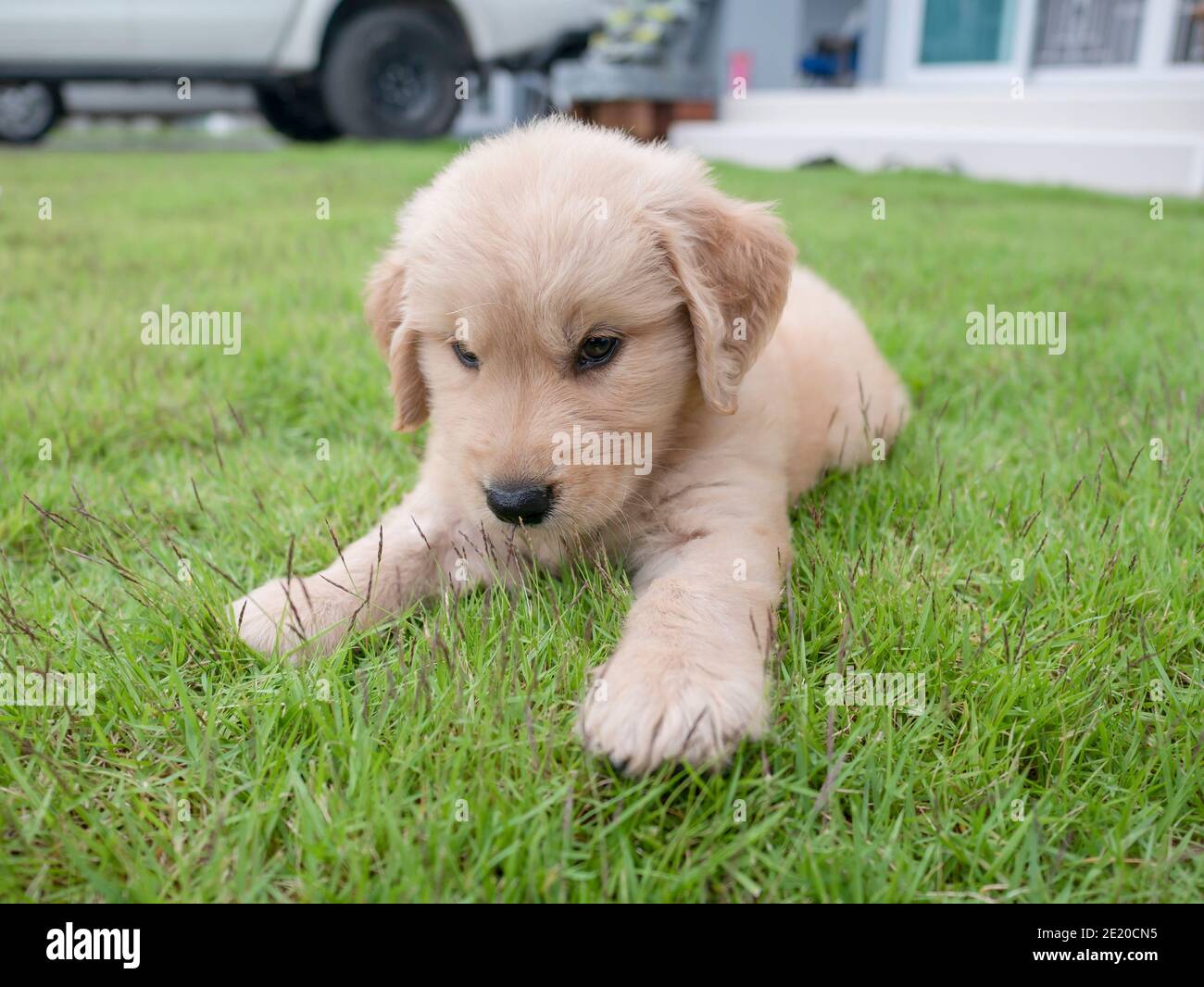 Cute puppy Golden Retriever dog lying on the grass Stock Photo - Alamy