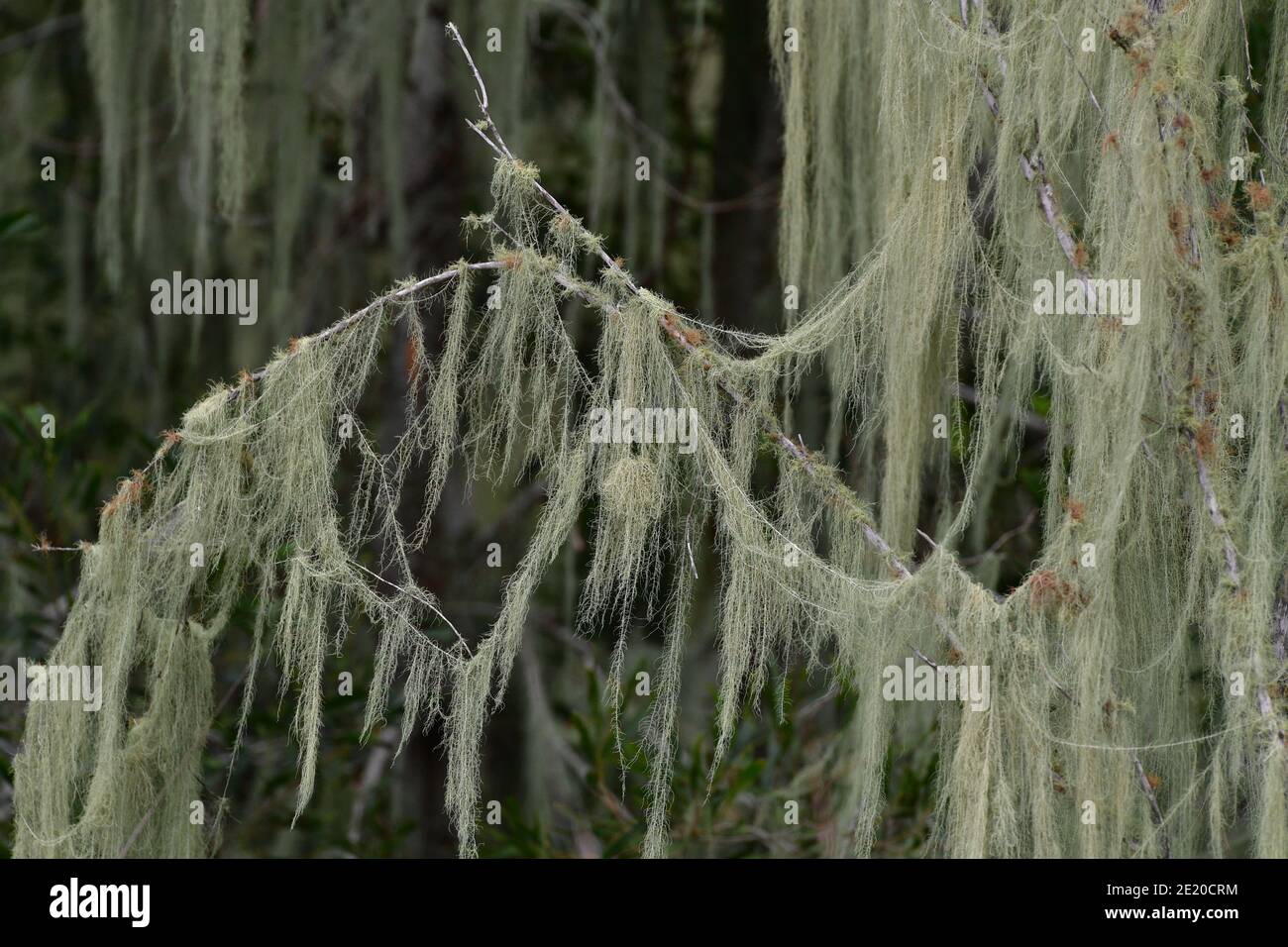 Myrtle Beach SC - Sign of the South - Spanish Moss (Tillandsia