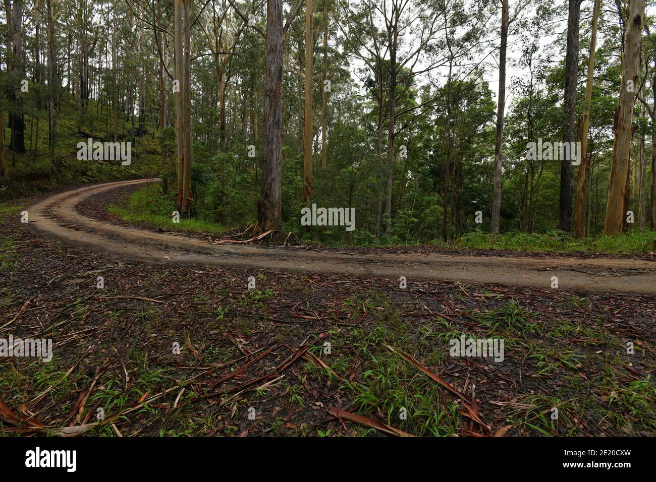 Four-wheel drive (4wd) dirt gravel road, curves through the State Forest on the east coast of Australia. Stock Photo