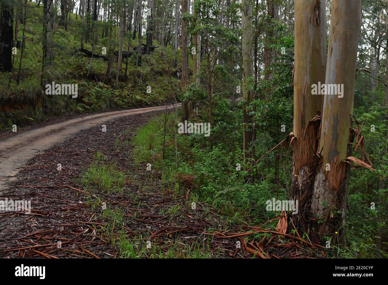 Four-wheel drive (4wd) dirt gravel road, curves through the State Forest on the east coast of Australia. Stock Photo